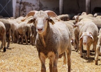 موالون إسبان يطالبون بالإسراع في عملية تصدير الماشية إلى الجزائر