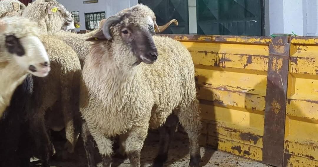 إطلاق منصة رقمية لحجز وبيع الأضاحي المستوردة